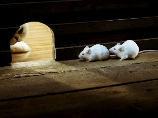 White Mice Wallpapers