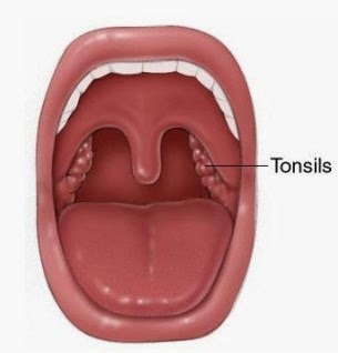 What are Your Tonsils