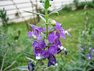 Pohon lavender