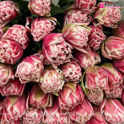 Hoa tulip cắt cành