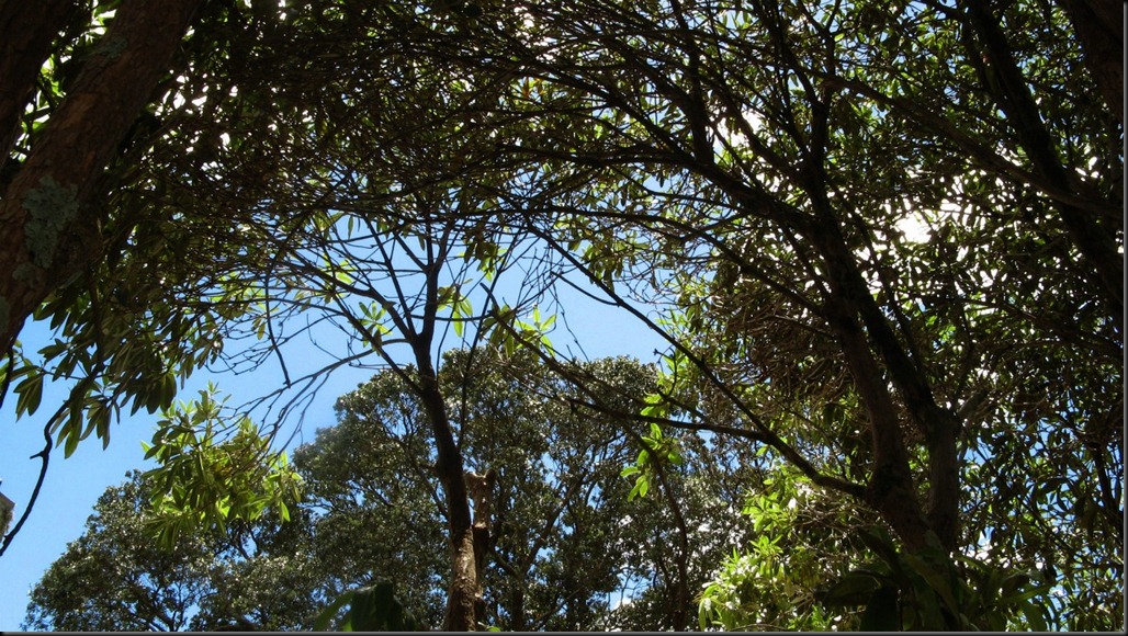 in garden