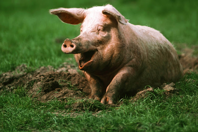swine in mud image