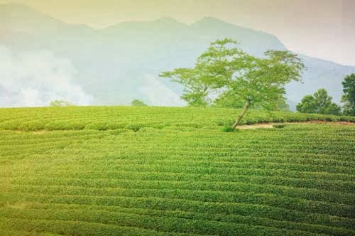 chè tân cương thái nguyên