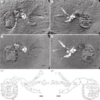 305 million-year-old ‘early spider’ fossil discovered 