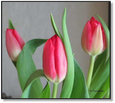 rote Tulpen