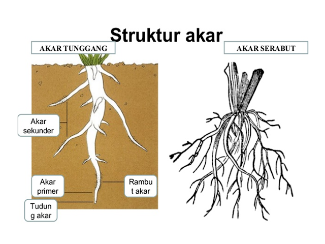 Struktur Akar