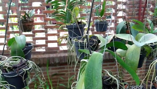  Penjelasan  Lengkap Bunga  Anggrek  Bulan Dari Akar Daun Dan 