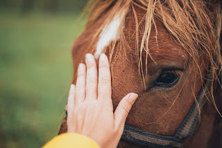 How to groom a horse