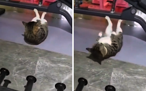 Gato haciendo abdominales en el gym se vuelve viral en redes sociales