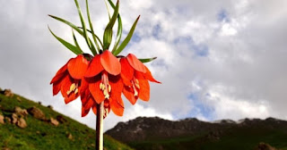 Hakkari Hakkında Kısa Bilgi ile ilgili aramalar hakkari yöresi özellikleri  hakkari iklimi  hakkari ilçeleri  hakkari nüfusu  hakkari tanıtım yazısı  hakkari gezilecek yerler  hakkari yemekleri  hakkari ne zaman il oldu