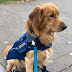 PAWSITIVE TRAINING TALES