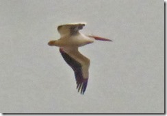 Pelican, Yampa River State Park