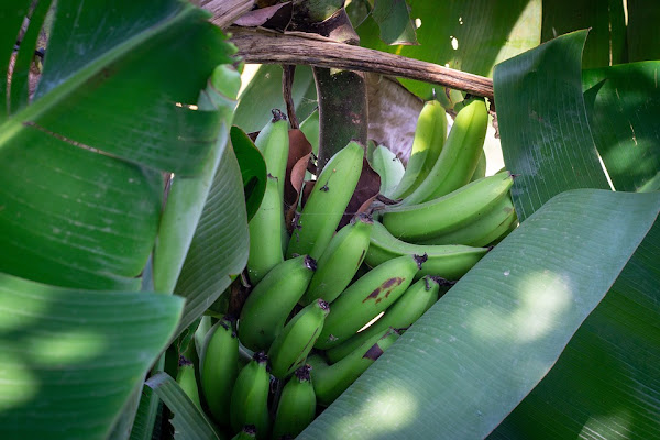 banana farming, banana farming business, commercial banana farming, how to start banana farming business, banana farming for beginners, banana farming profits