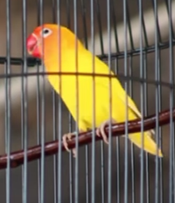 Lovebird Konslet Juara Nasional