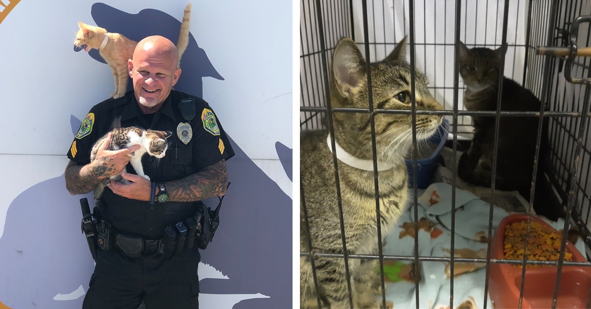 Police Department Allows People To Pay Their Parking Tickets With Donations For Shelter Cats