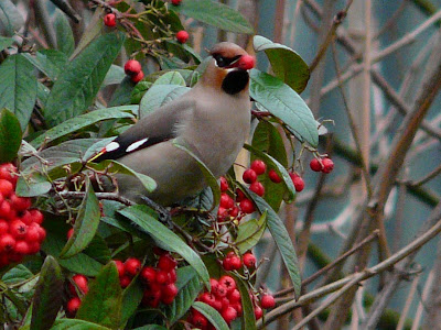 Waxwing, Liverpool City Centre