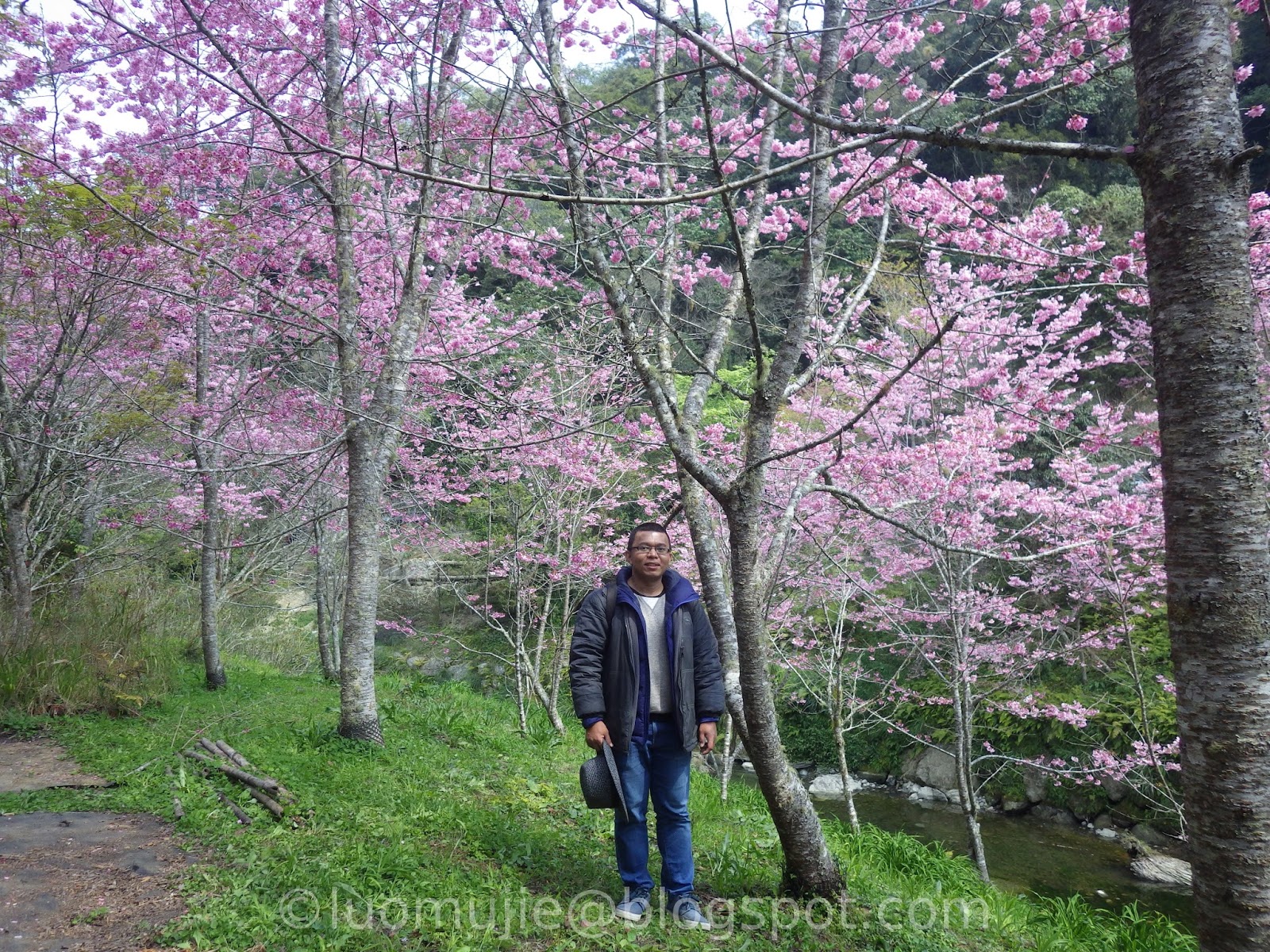 Taiwan cherry blossoms