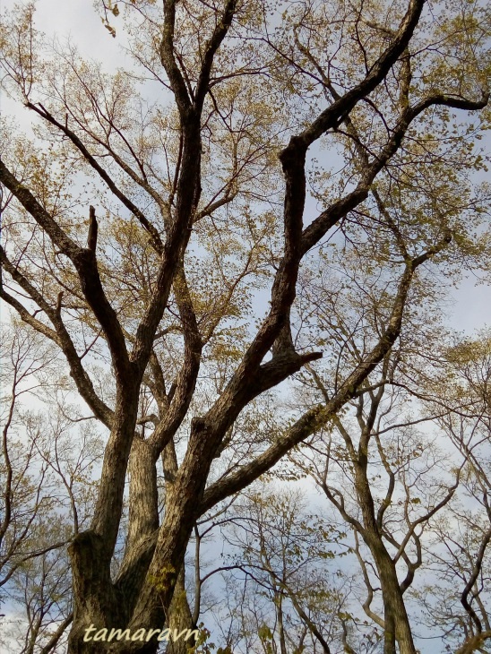 Липа амурская (Tilia amurensis)