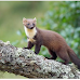 Meet the 8 Different Species of Martens