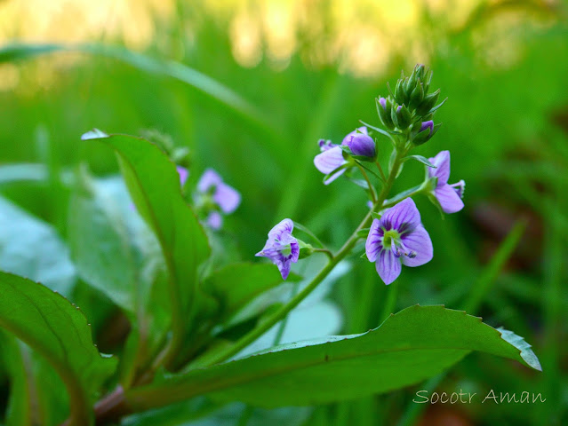 Veronica anagallis-aquatica