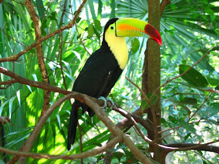 keel billed toucan