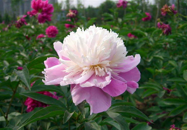 Peony Flowers Pictures