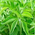 What is Stevia? How healthy is it for you.