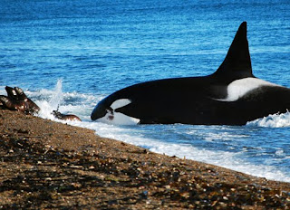 Orcas Maestras en National Geographic en español