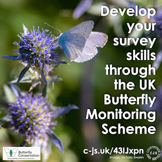 A close up of a holly blue butterfly on blue flowers. Text reads: develop your survey skills through the UK Butterfly Monitoring Scheme