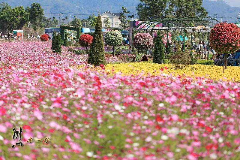 [台中新社花海] 藝想萬花筒｜台中國際花毯節