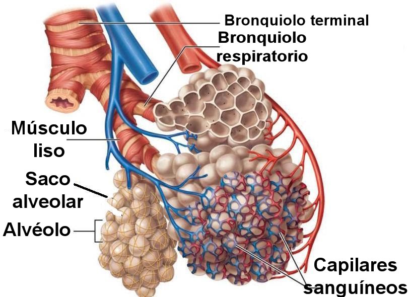 alvéolos