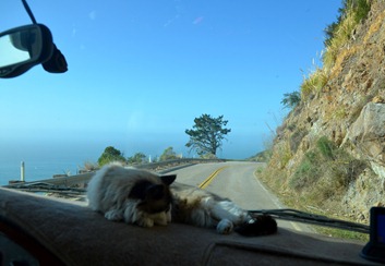 driving Highway 1