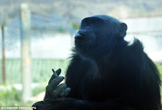 Smoker and Drunken Chimpanzee