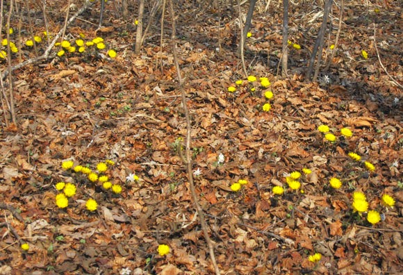 Yellow flowers