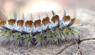 caterpillar