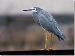 White-faced Heron