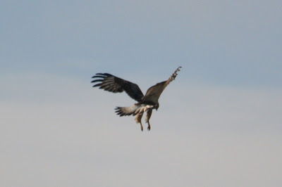 Rûchpoat - Ruigpootbuizerd - Buteo lagopus