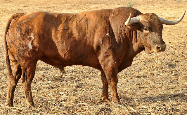 Os São Torcato para Évora