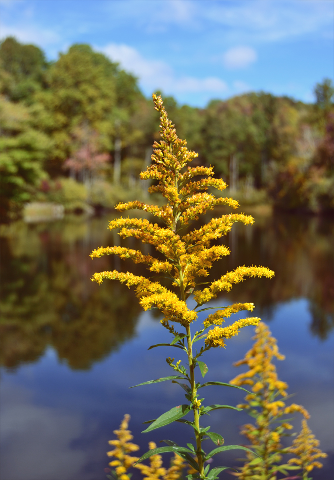 Goldenrod