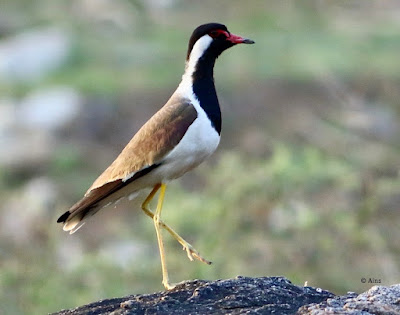 "Red-wattled Lapwing - Vanellus indicus,on a rock looking around."