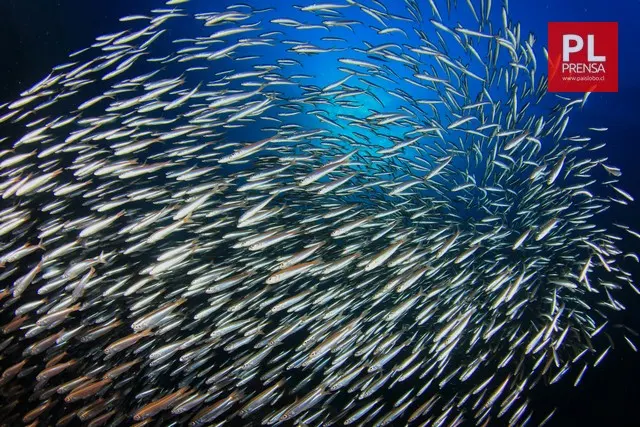 Sardinas. Foto de Rich Carey.