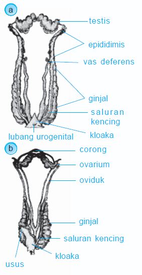 Proses perkembangbiakan pada Katak, Ikan, Reptil, Aves dan 