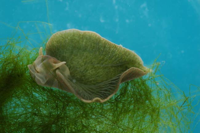 blue sea slug pet. quot;solar powered sea slugsquot;