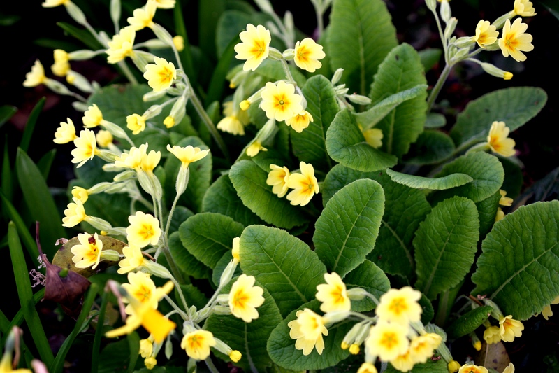 悠々趣味の日々 我が家の春の庭花 その４