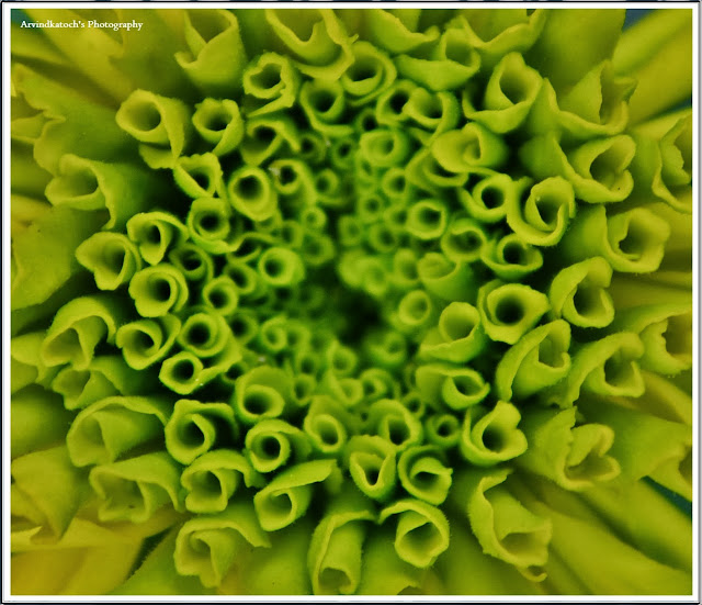 unfolding, life, marigold, green, beauty, 