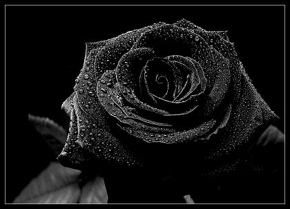 wallpaper rose black. lack