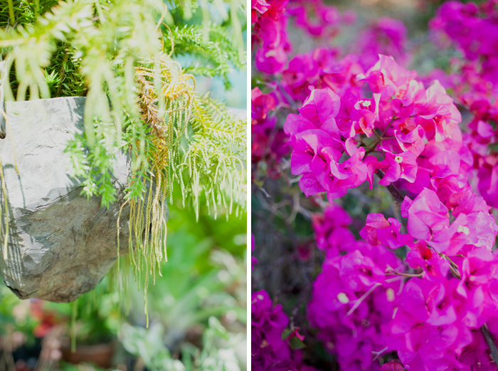 bougainvillea 