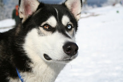 Siberian husky dog images