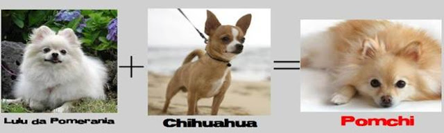 lulu + chihuahua