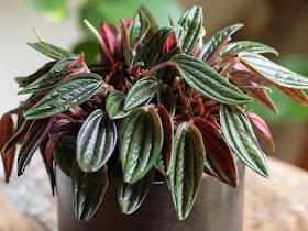 Peperomia caperata 'Rosso'